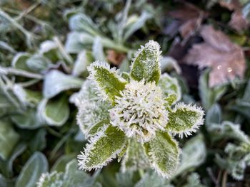 Close-up of white flowering plant in field