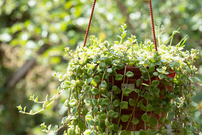 Close-up of berries growing on tree