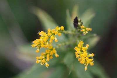 Close-up of yellow flowering plant