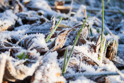 Close-up of snow covered plants on land