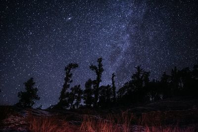 Low angle view of trees against star field at night