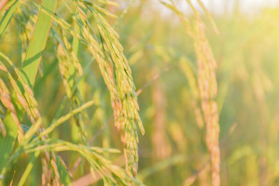 Close-up of wheat growing on field