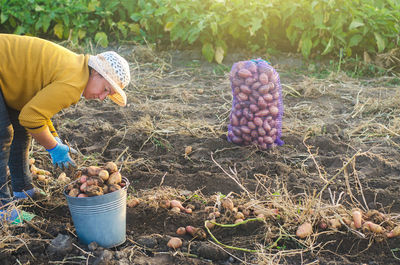 A farmer woman collects dug up potatoes in a bucket. harvesting on farm plantation. farming