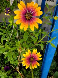 flowering plant