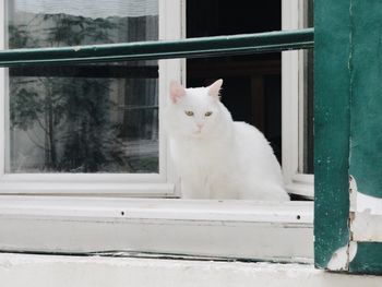 Cat sitting on window sill