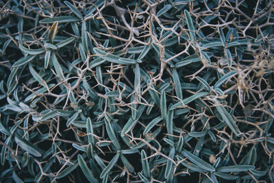 Texture of leaves and thorns of a plant forming a pattern