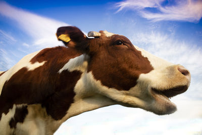 Close-up of cow