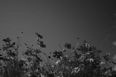 Close-up of plants against sky