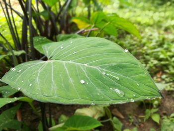 Close-up of water drops on leaf