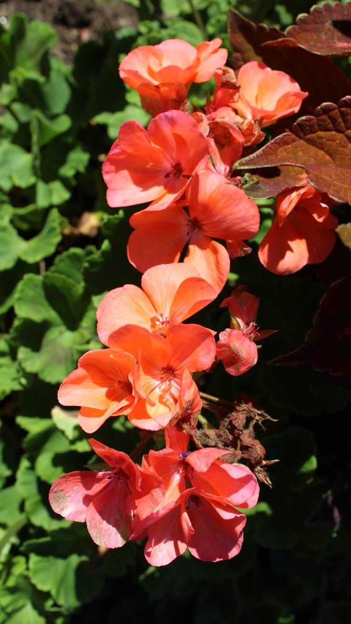 flowering plant, flower, vulnerability, fragility, plant, freshness, petal, beauty in nature, growth, flower head, inflorescence, close-up, no people, nature, day, focus on foreground, sunlight, botany, outdoors, orange color, pollen