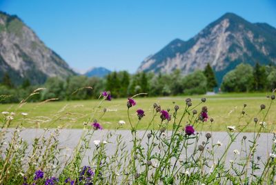 Purple flowers on field by mountains against sky