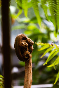 Close-up of tendril by fern