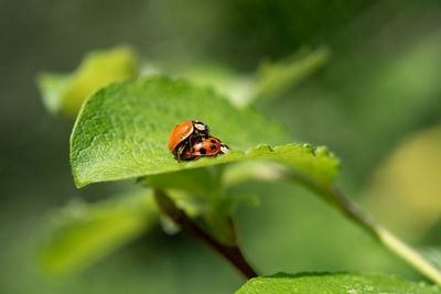 Close-up of insect on leaf