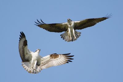 Low angle view of seagulls flying against clear sky