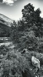 Trees on grassy field