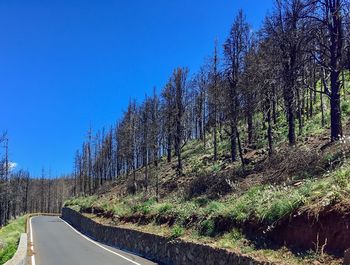 Road amidst trees in forest against clear blue sky