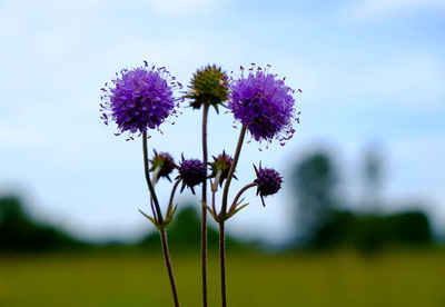Close-up of pink flowers blooming in field