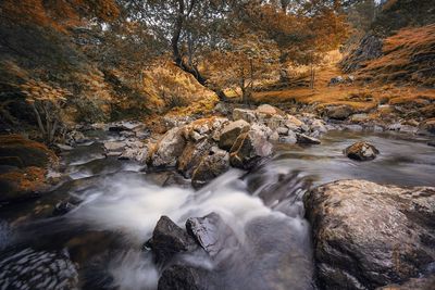 Scenic view of waterfall in forest