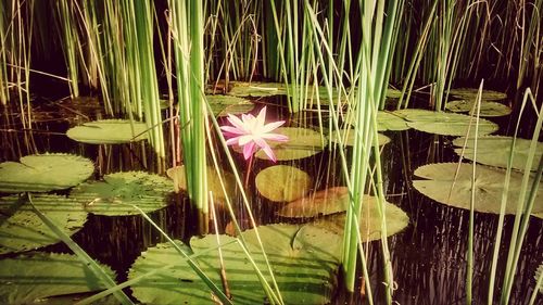 Lotus water lily in pond