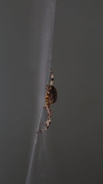 Close-up of spider on web against black background