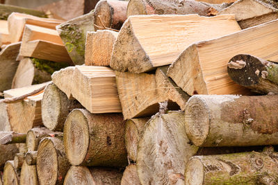 Stack of logs in forest