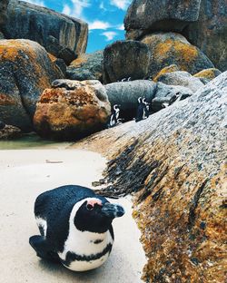 Close-up of dog on rock