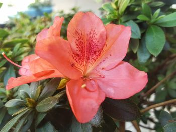 Close-up of pink flowers