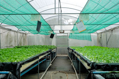 Inside hydroponics vegetable garden on greenhouse