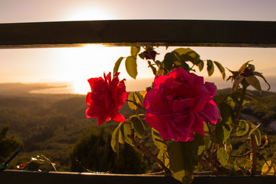 Close-up of flowers against sky