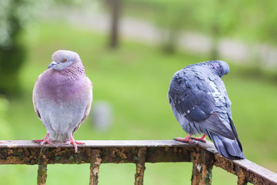 Close-up of bird perching on wood