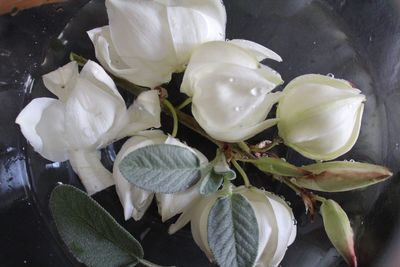 Close-up of white flowers blooming outdoors