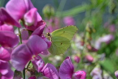 Close-up of butterfly pollinating on pink flower