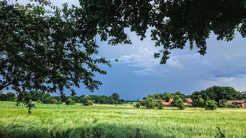 Scenic view of field against sky