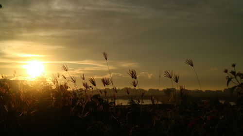 Scenic view of field against sky at sunset