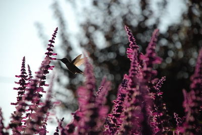 Close-up of hummingbird pollinating on flower