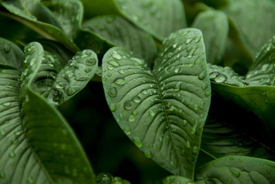 Nature green konjac leaves with raindrop background.