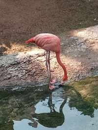 Reflection of a bird in water