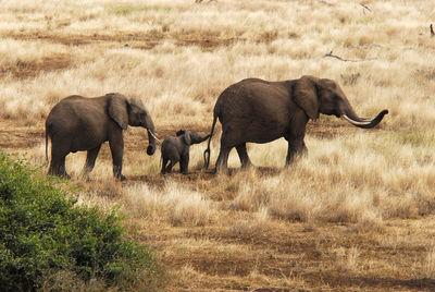 Elephants walking on dry grassy field
