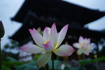 Close-up of pink water lily in pond