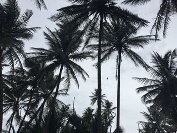 Low angle view of coconut palm trees against sky