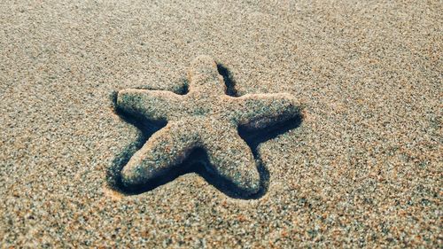 High angle view of starfish on sand