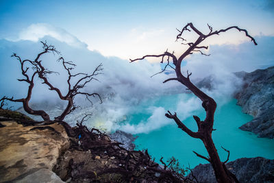 Smoke emitting from tree against sky