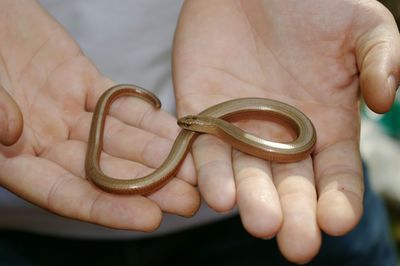 Cropped image of person holding slow worm in hands