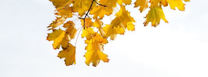 Low angle view of leaves on tree