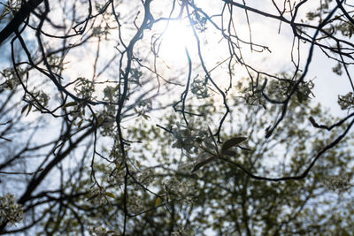 Low angle view of trees against sky