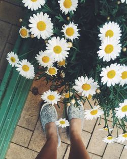 Close-up of white daisy flowers