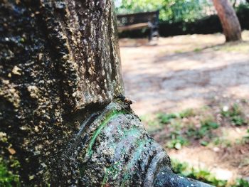 Close-up of moss on tree trunk