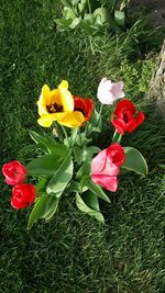 Close-up of flowers and grass