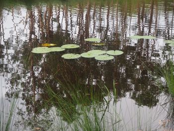 View of lotus water lily in lake