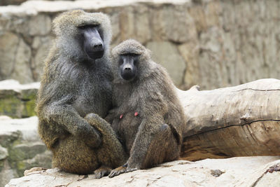 Monkey sitting on rock